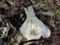Földtoló galambgomba (Russula delica), Budai-hegység